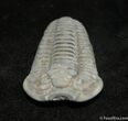 Beautifully Prone Inch Flexicalymene Trilobite #1018-2